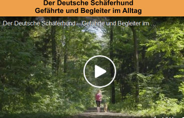 Der Deutsche Schäferhund  Gefährte und Begleiter im Alltag